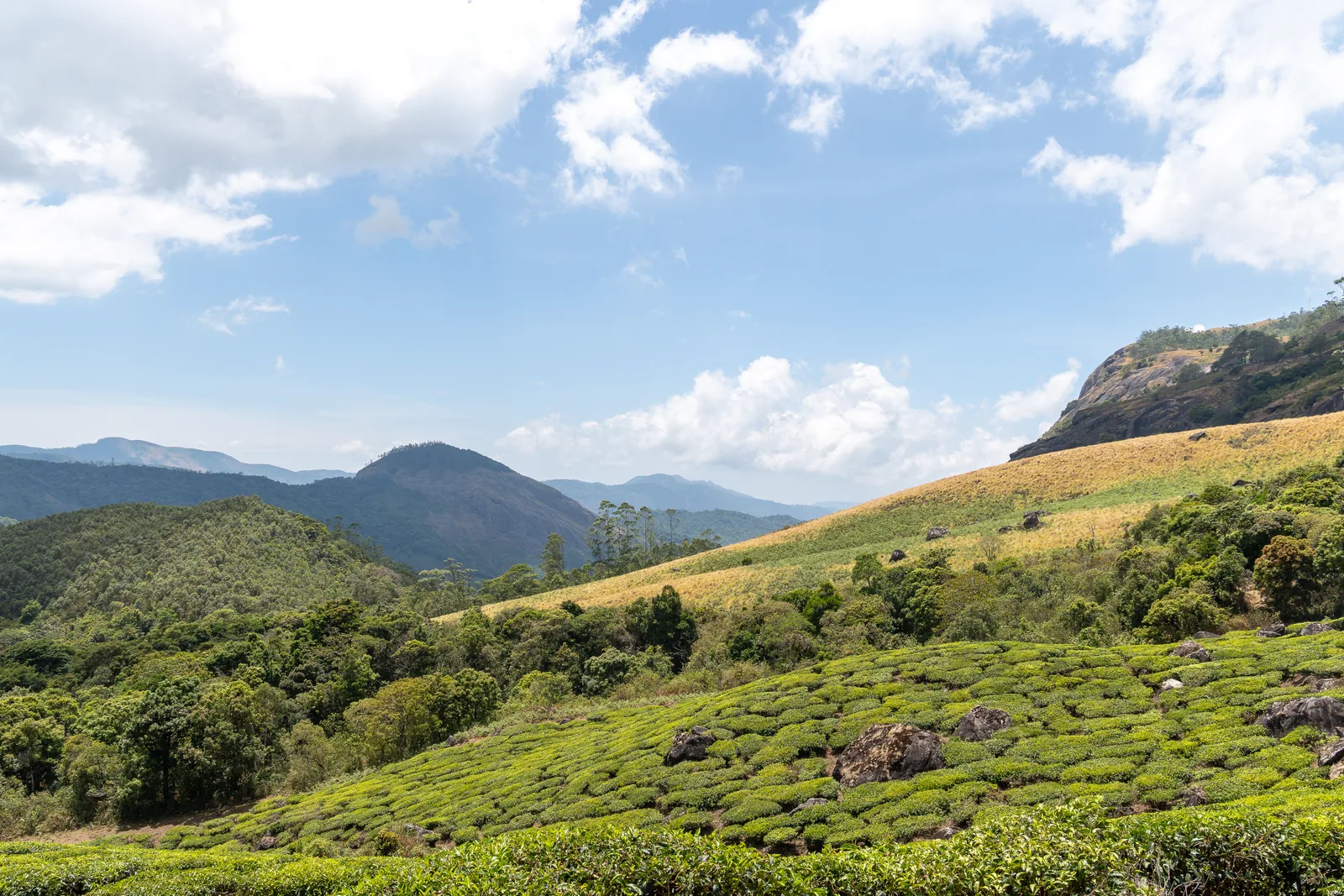 Camping & trekking among the hills of Munnar