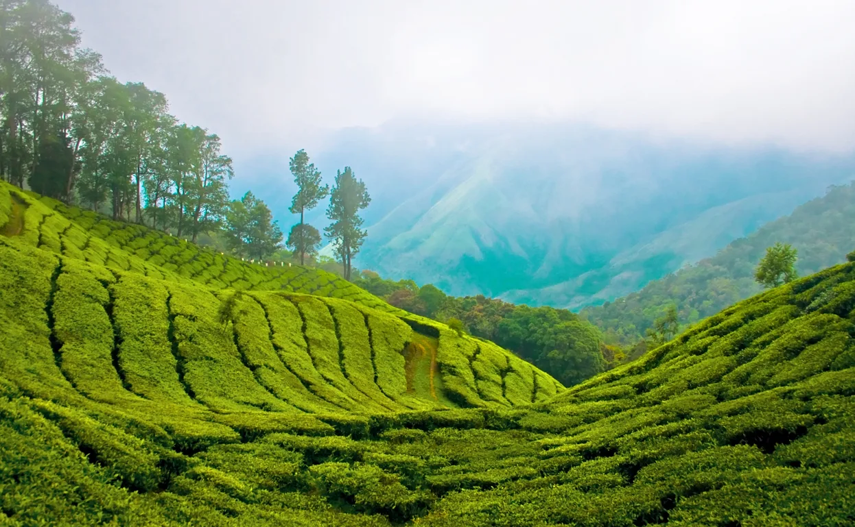 Stays & rooms among the hills of Munnar